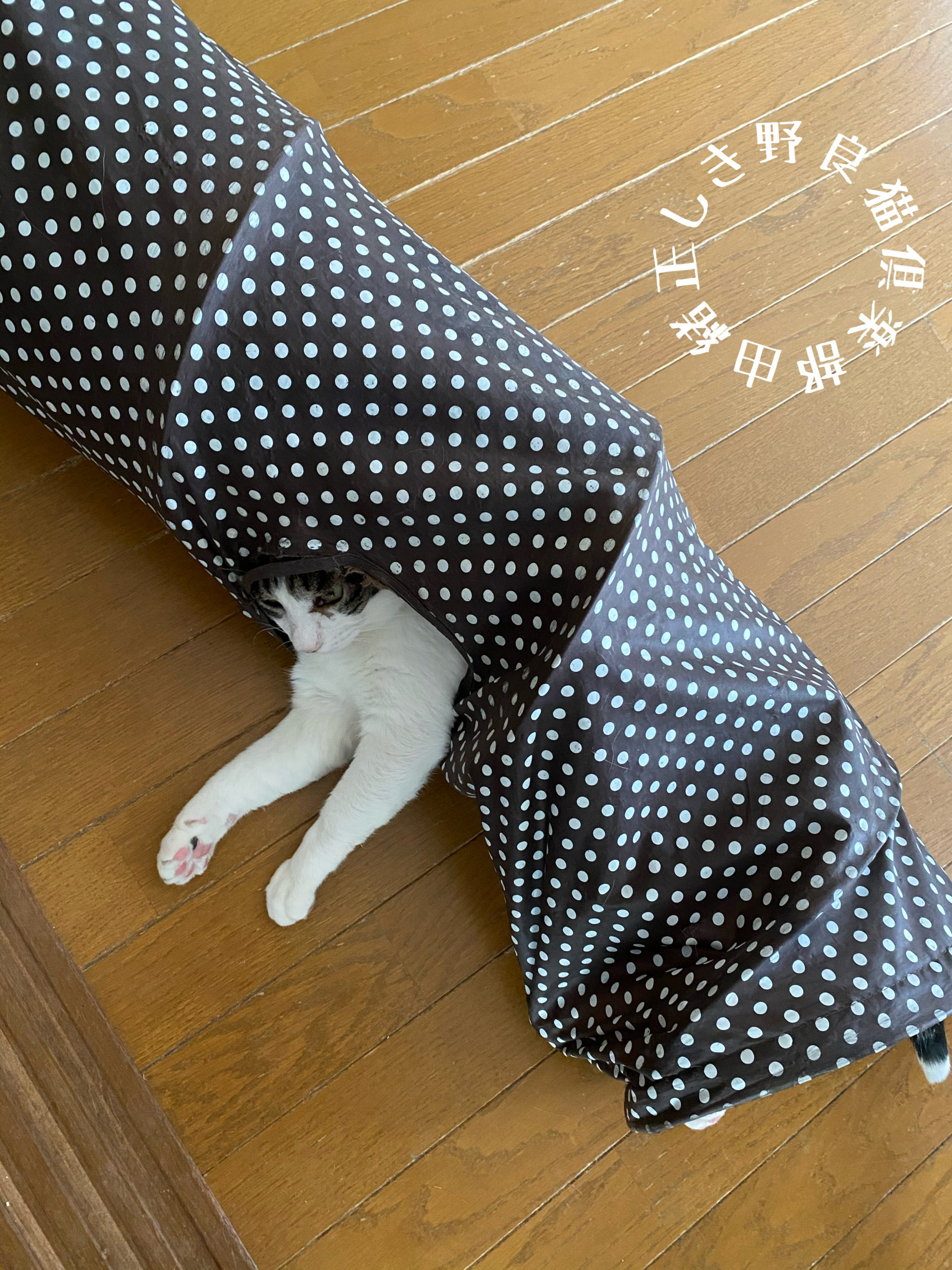 私の猫です