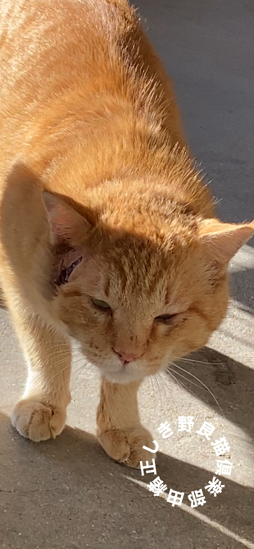 怪我しているの野良猫