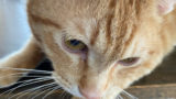 捕まえた野良猫を初めてケージから出すタイミングはいつ頃がいいの 由緒正しき野良猫倶楽部
