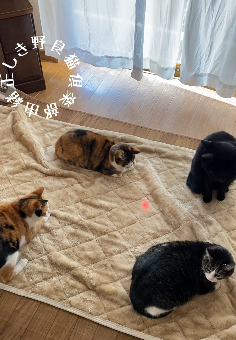猫のおもちゃで遊んでいるところ