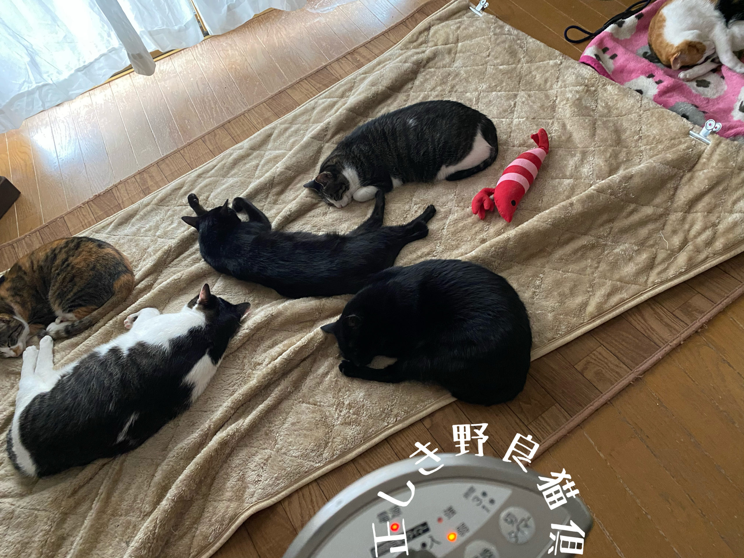 私の猫たちが寝ている