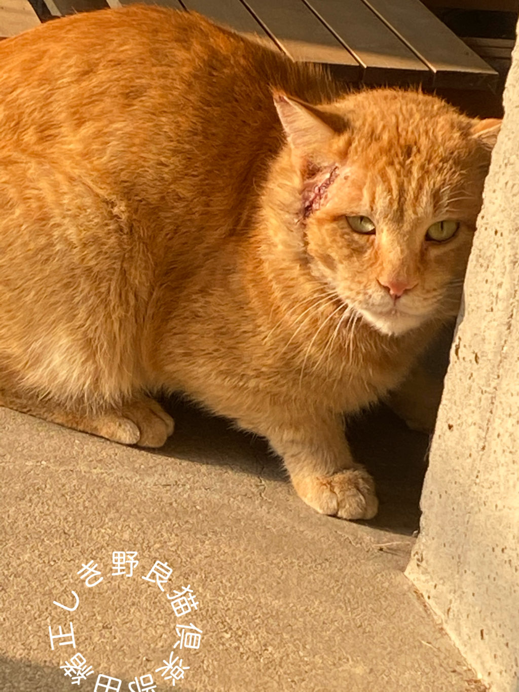 injured cat