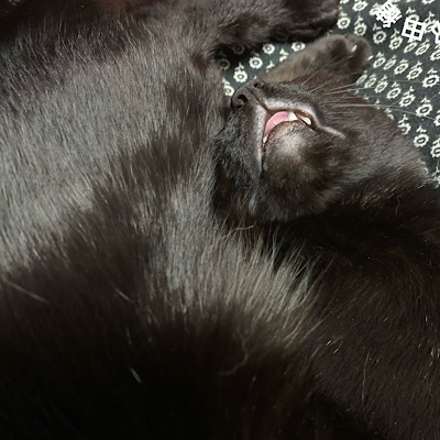 私の猫が膝に乗って寝ているところ