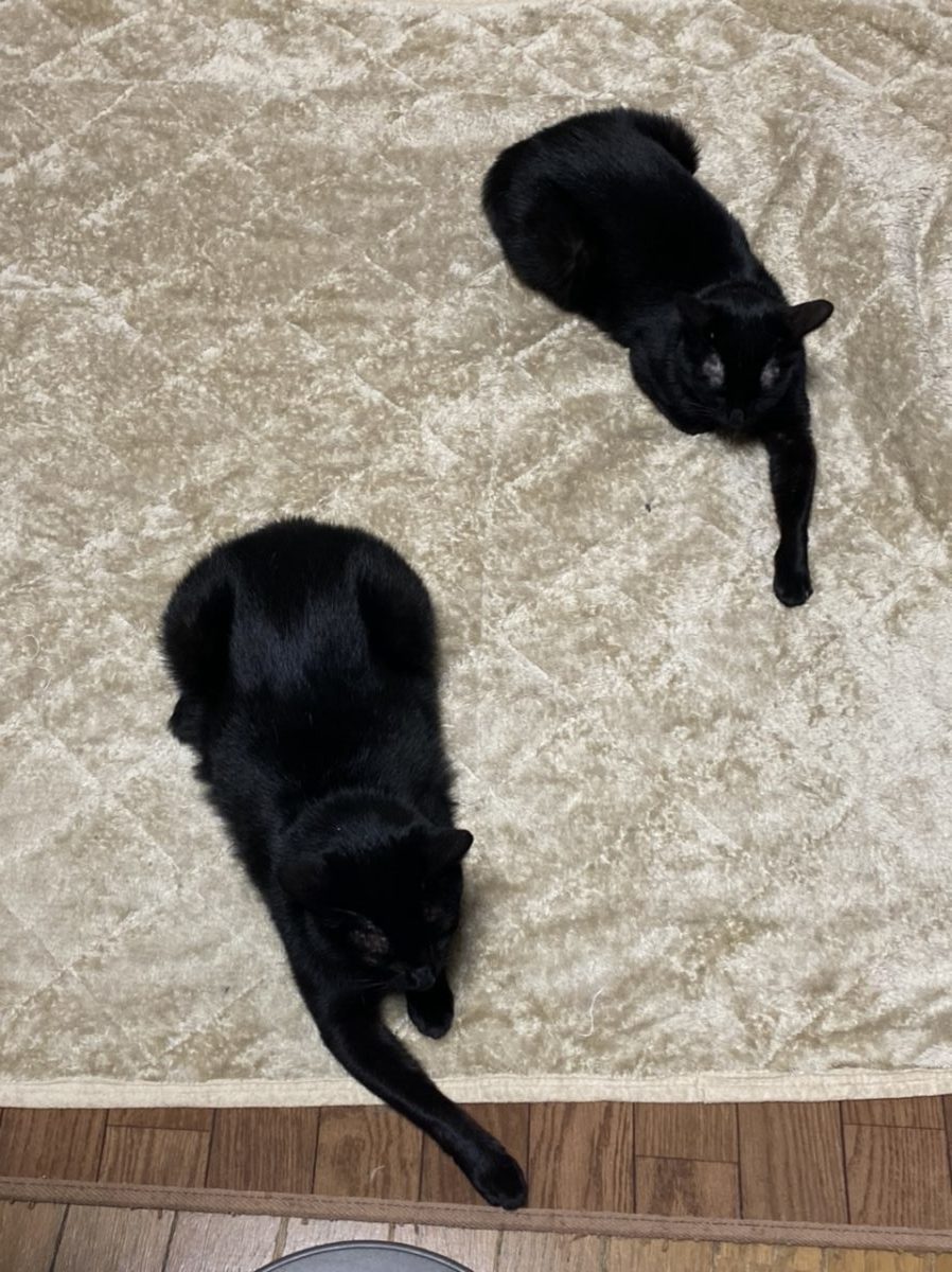 私の家の黒猫２匹です