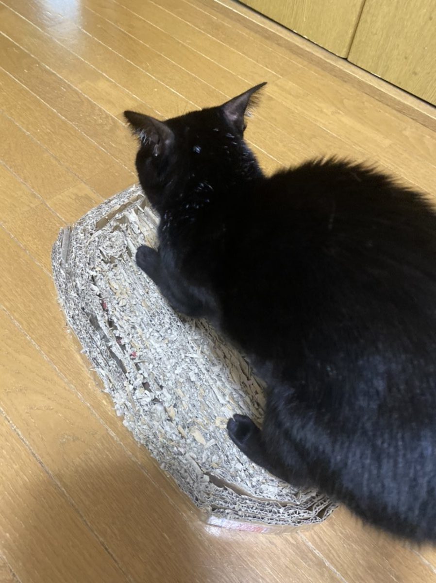 黒猫が爪とぎをしているところ