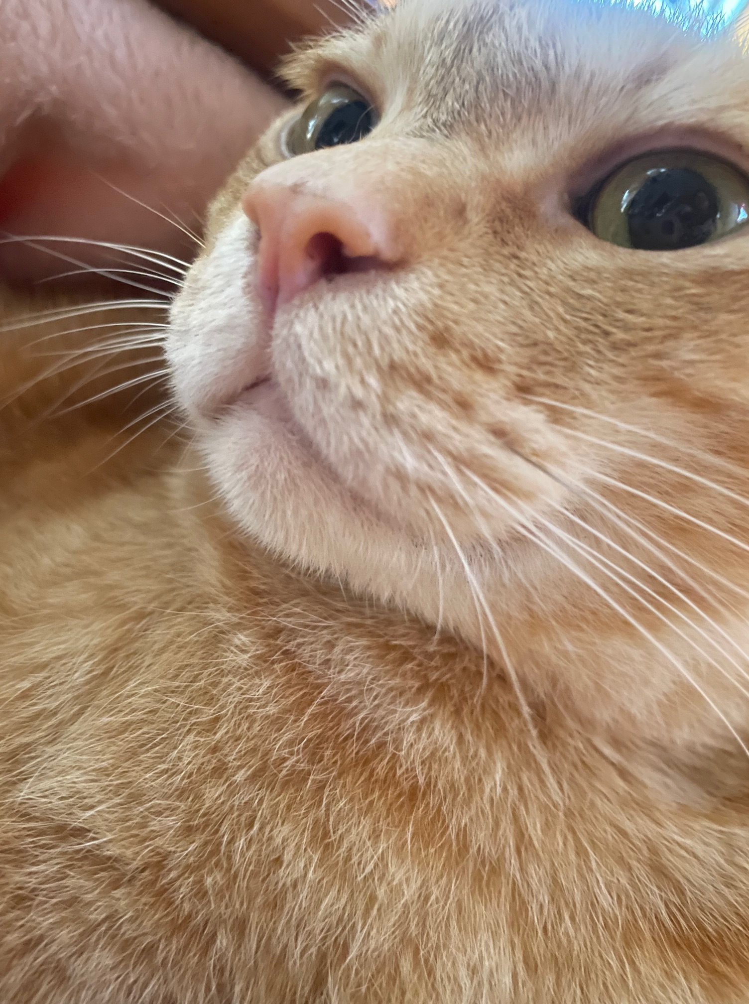 猫の顎にあった黒ニキビが自然に消えてきれいになった様子（3年後）