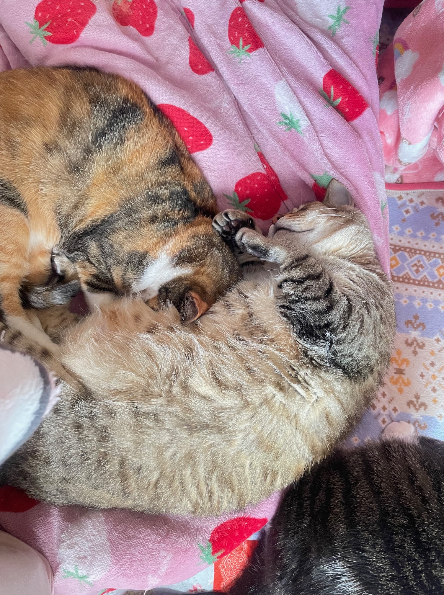元野良猫だった２匹がゆっくり静かに寝ているところ