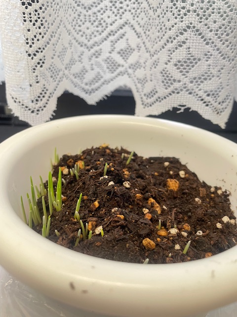 ダイソーの猫草(エン麦)が発芽して10cmまで成長した様子