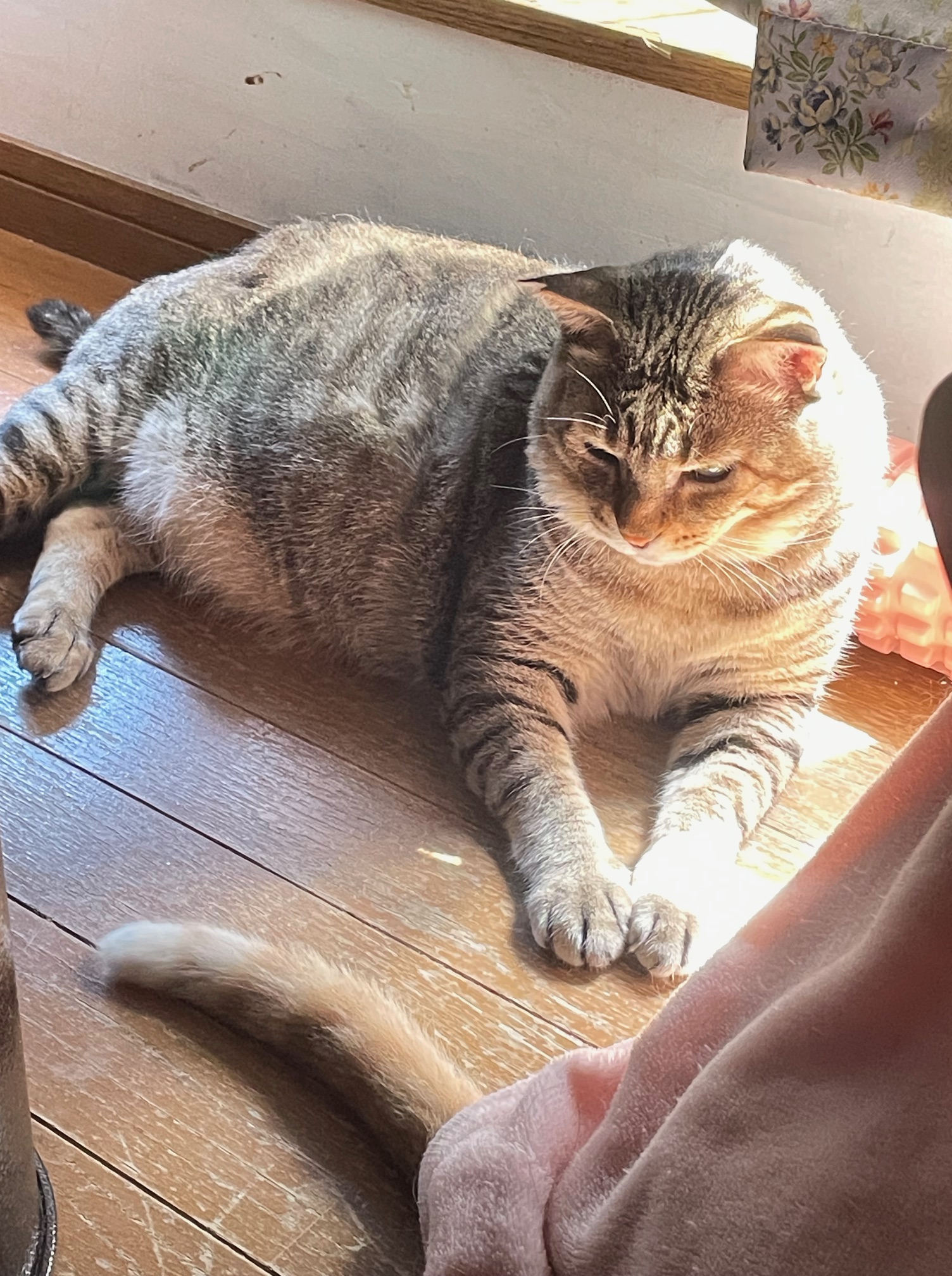 他の猫のしっぽを狙っている猫