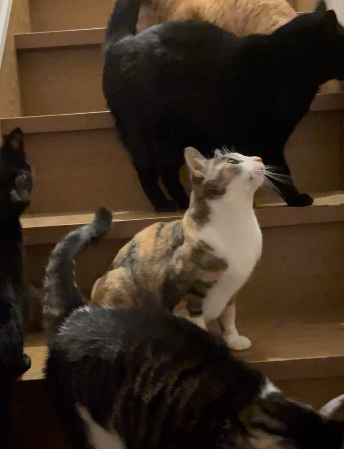 私の家の猫はいつも出迎えてくれます