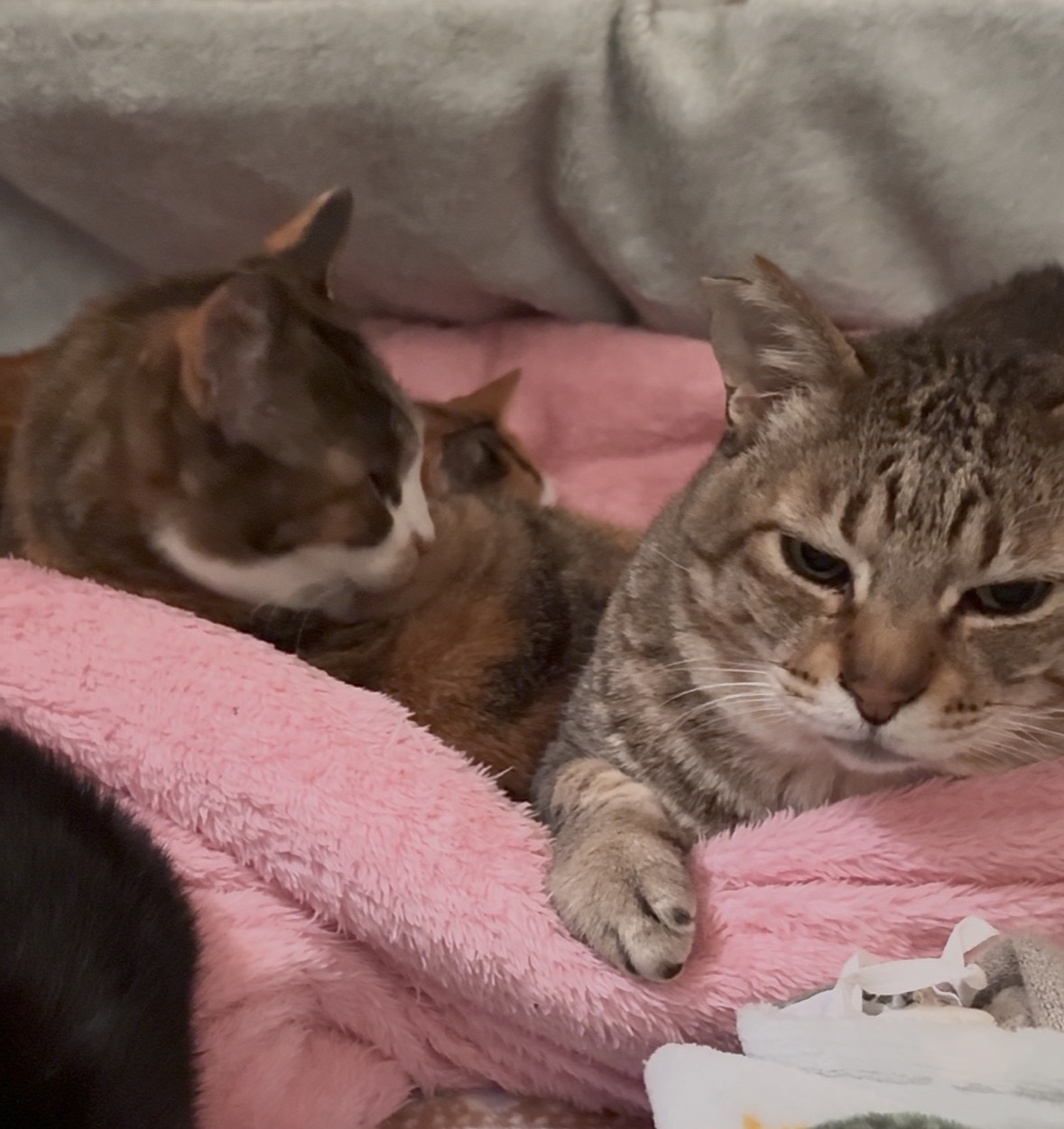 8キロ猫ちゃんと4キロの猫ちゃんが並んでくつろいでいるところ