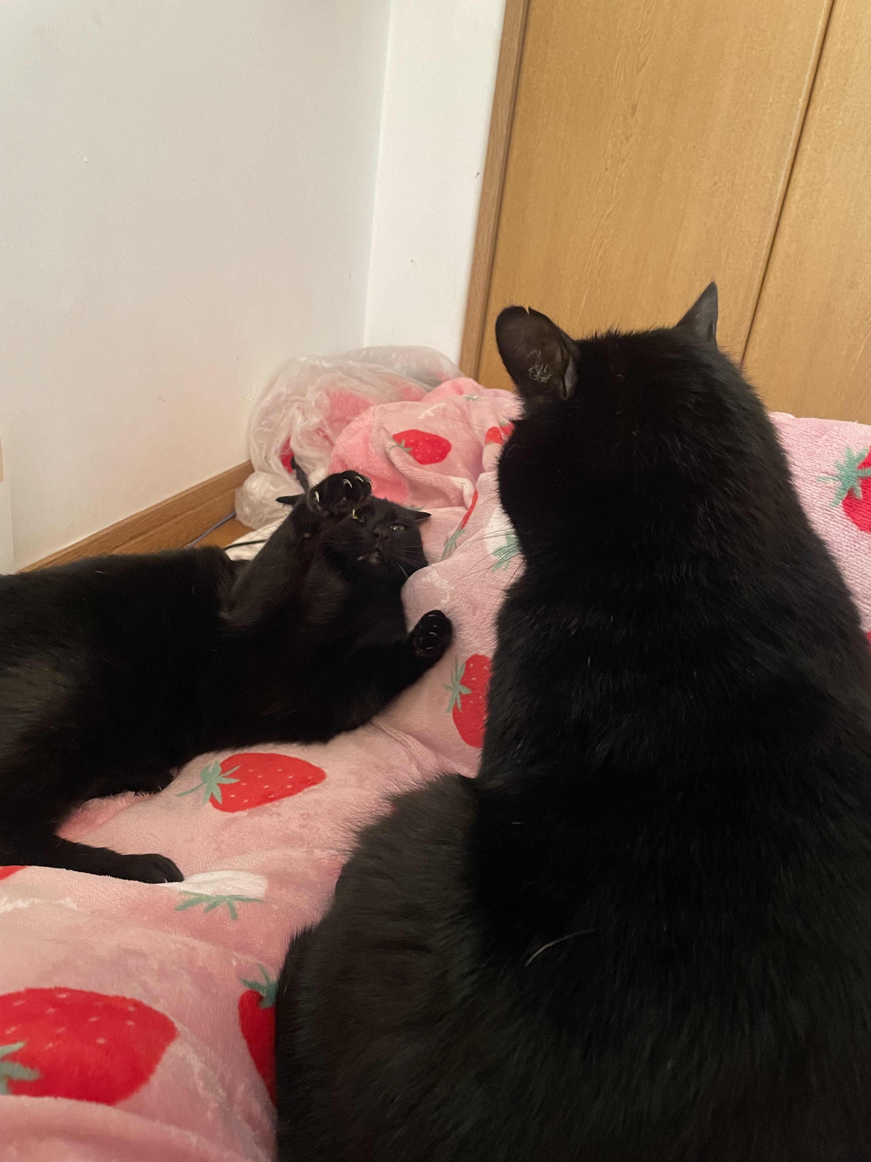 大きな背中を向けている子がスプレー行為をする男の子。すごい顔してるのが黒猫の女の子です。